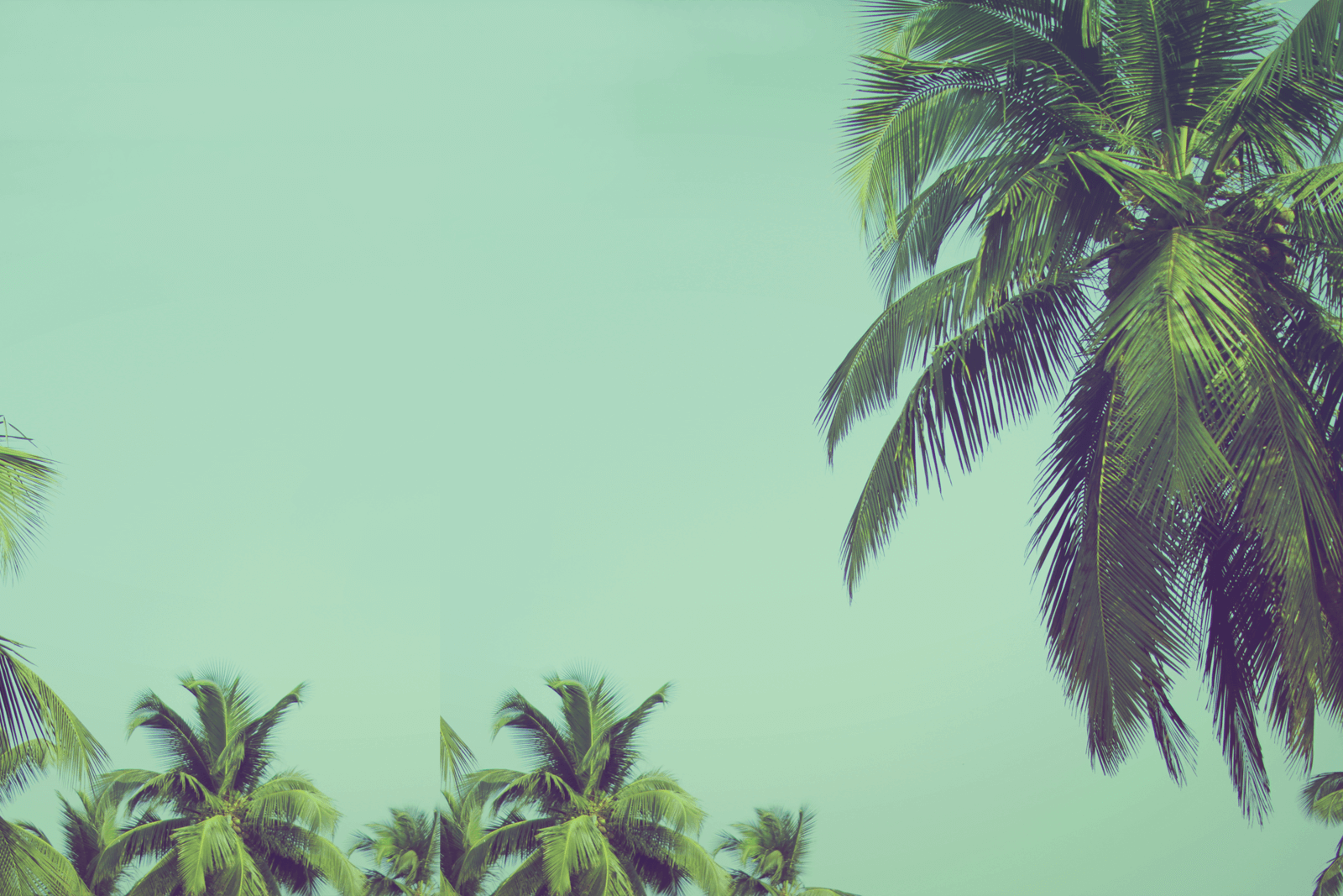 Best Miami SEO Companies - Find Your Miami SEO Expert
