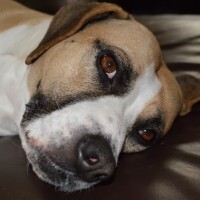 Godogsgorescue